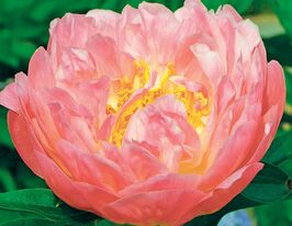 Півонія Пінк Хавайян Корал (Pink Hawaiian Coral)купити