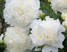 Півонія Сара Бернар Вайт (Sarah Bernhardt White)купити