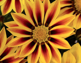 Газания жестколистая Нью Дэй F1 ред страйп купить