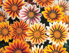 Газания жестколистая Нью Дэй F1 тайгер микс купить