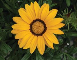 Газания жестколистая Нью Дэй F1 желтая купить