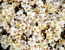 Мимулюс гибридный Меджик F1 айвори купить