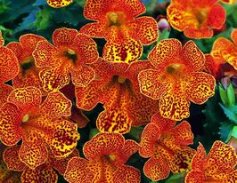 Мимулюс гибридный Меджик F1 оранж купить