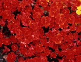 Мимулюс гибридный Меджик F1 красный купить