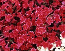 Мимулюс гибридный Меджик F1 вайн купить