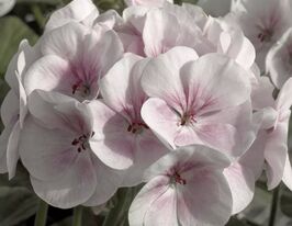 Пеларгонія садова Маверік F1 яблуневий цвіткупити