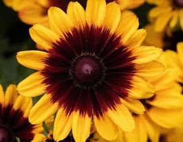 Рудбекия волосистая Пони Спирит купить