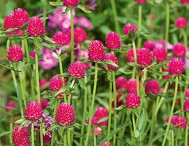 Гомфрена высокая КИС карминовая купить