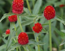 Гомфрена высокая КИС красная купить