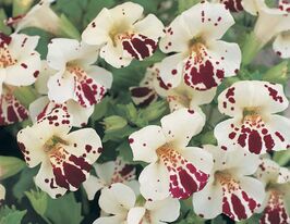 Мимулюс гибридный Меджик F1 белый с глазком купить