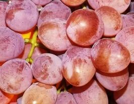 Виноград Аделина купить