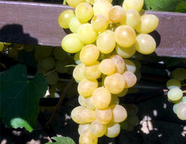 Виноград Арміракупити