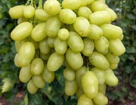 Виноград Бананаскупити