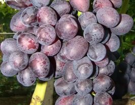 Виноград Бордовийкупити