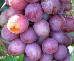 Виноград Бордовая мантия купить