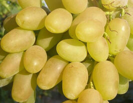 Виноград Кишмиш Арсенівськийкупити