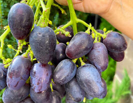 Виноград Кишмиш Велетенькупити