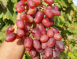 Виноград Кишмиш Ліліткупити