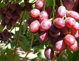 Виноград Княжна  купить