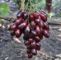 Виноград Магистр  купить