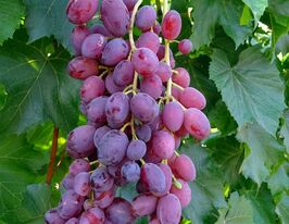 Виноград Малиновый звон купить
