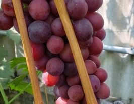 Виноград Маша купить