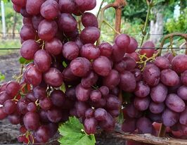 Виноград Красная планета  купить