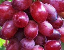 Виноград Красное пламя купить