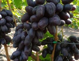 Виноград Шекспіркупити