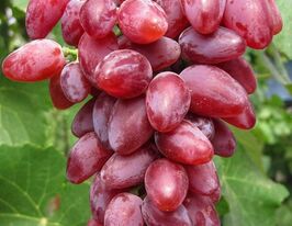 Виноград Изумление купить