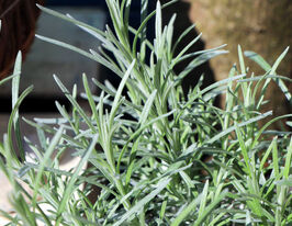 Геліхризум (безсмертник) піщаний Талл Каррі (Helichrysum Angustifolia Tall curry)купити