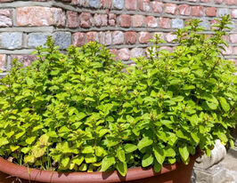 Материнка (Орегано) Голд (Origanum Gold) купить