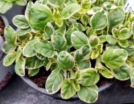 Материнка (Орегано) Панта (Origanum Vulgare Panta) купить