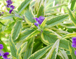 Сальвия (шалфей) желтая Вариегата (Salvia officinalis Variegata) купить