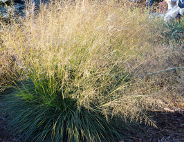 Споробол воздушный (Sporobolus airoides) купить