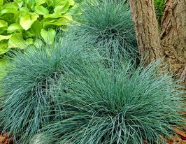 Вівсяниця сиза Варна (Festuca glauca Varna)купити