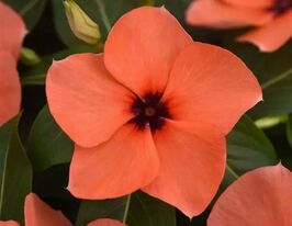 Катарантус рожевий Тату F1 Оранжкупити