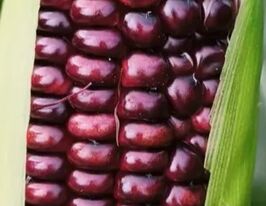 Кукурудза Бордо F1купити