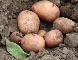 Картопля Красунякупити