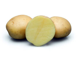 Картофель Норман купить