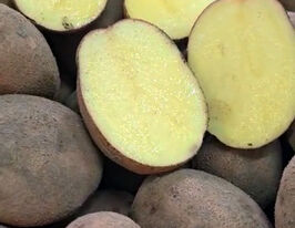 Картопля Юліякупити