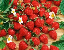 Суниця альпійська Барон Солемахеркупити