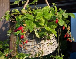 Суниця альпійська Атіллакупити