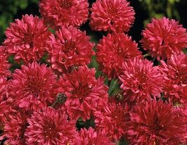 Василек садовый красный купить