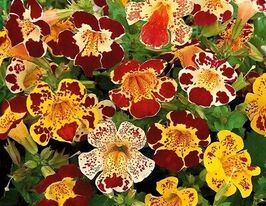 Мимулюс купить