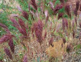 Бромус (Стоколос) купить