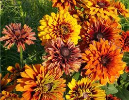 Рудбекия махровая купить