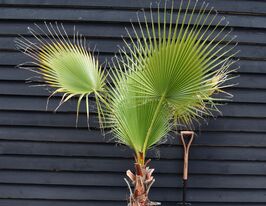 Пальма Вашингтоніякупити