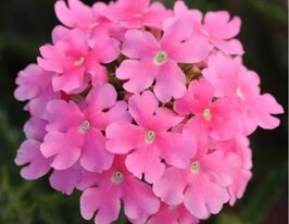 Вербена гибридная Кварц ХР F1 Пинк купить