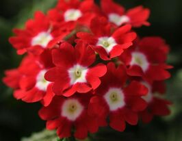 Вербена Кварц ХР F1 Червона з вічкомкупити